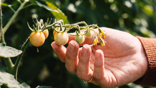 Hand gently supporting a truss of young tomatoes beginning to ripen, a metaphor for tracking recruiting metrics