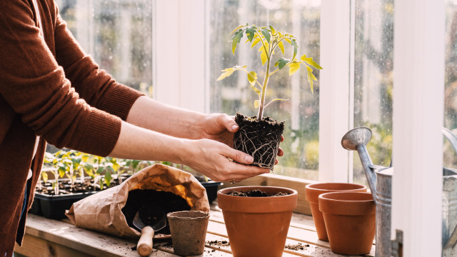 Hands repotting a tomato seedling into a larger terracotta pot, a metaphor for internal mobility and growing talent