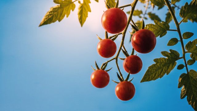 Ripe cherry tomatoes hanging against a clear summer sky, the result of a well-built recruitment process