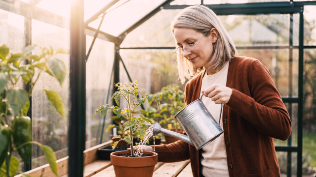 Recruiter watering a young tomato plant in a sunlit greenhouse, a metaphor for deliberate recruitment strategies